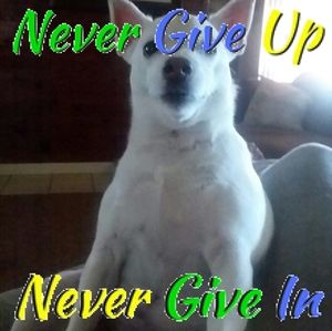 Meet your Posher, Ronnie